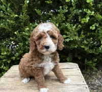 Zeke, a male Cockapoo for sale in Middlebury, IN – 5 of 5
