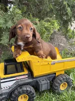 Heath, a male Dachshund for sale in Middlebury, IN – 2 of 5