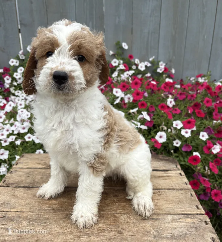 Baxter – Miniature Goldendoodle puppy for sale in Middlebury, IN