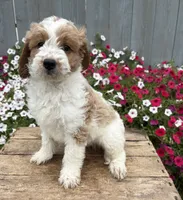 Baxter, a male Miniature Goldendoodle for sale in Middlebury, IN – 1 of 4