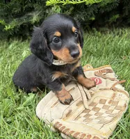 Jemma, a female Dachshund for sale in Middlebury, IN – 5 of 5