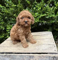 Zoey, a female Cockapoo for sale in Middlebury, IN – 4 of 4