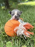 Sheba, a female French Bulldog for sale in Middlebury, IN – 1 of 4