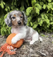 Elsa, a female Dachshund for sale in Middlebury, IN – 5 of 5