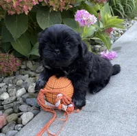 Knox, a male Shih Tzu for sale in Middlebury, IN – 4 of 5