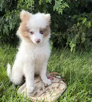 Oliver, a male Pomeranian for sale in Middlebury, IN – 5 of 5