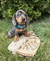 Sullivan, a male Dachshund for sale in Middlebury, IN – 3 of 5