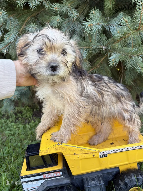 Ace – Morkie puppy for sale in Middlebury, IN