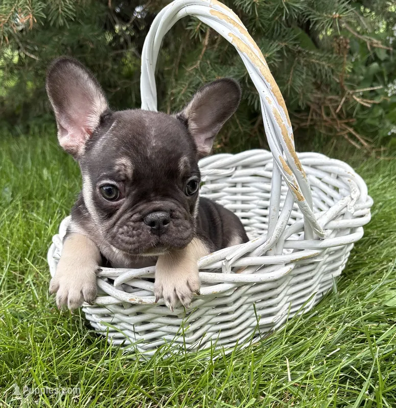 Knox – French Bulldog puppy for sale in Middlebury, IN