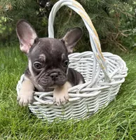 Knox, a male French Bulldog for sale in Middlebury, IN – 1 of 4