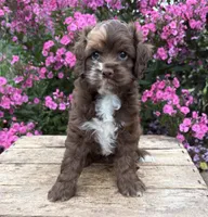 Duke, a male Cockapoo for sale in Middlebury, IN – 4 of 4