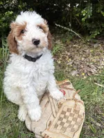 Anna, a female Miniature Goldendoodle for sale in Middlebury, IN – 4 of 4