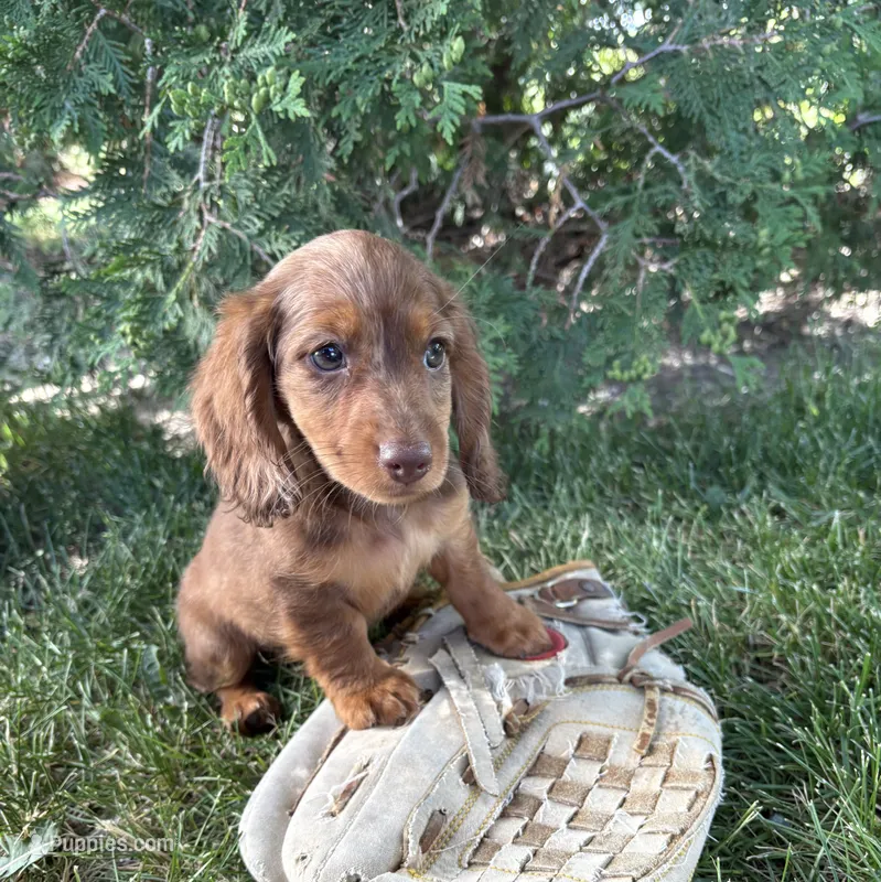 Aerie  – Miniature Dachshund puppy for sale in Middlebury, IN