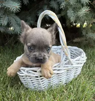 Doc fluffy, a male French Bulldog for sale in Middlebury, IN – 4 of 4