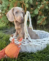 Boone, a male Miniature Dachshund for sale in Middlebury, IN – 5 of 5