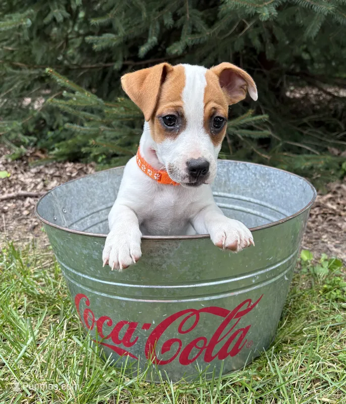 Riley – Jack Russell Terrier puppy for sale in Middlebury, IN