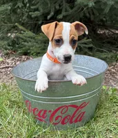 Riley, a male Jack Russell Terrier for sale in Middlebury, IN – 1 of 5