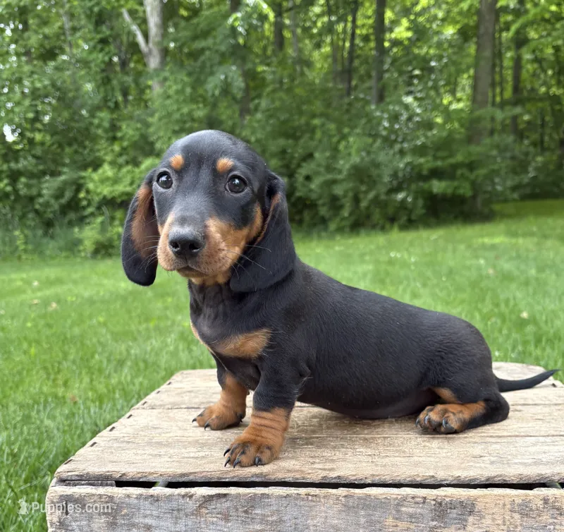 Hiram – Dachshund puppy for sale in Middlebury, IN