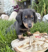 Nash, a male Miniature Dachshund for sale in Middlebury, IN – 1 of 4