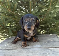 Thor, a male Dachshund for sale in Middlebury, IN – Photo 2 of 4