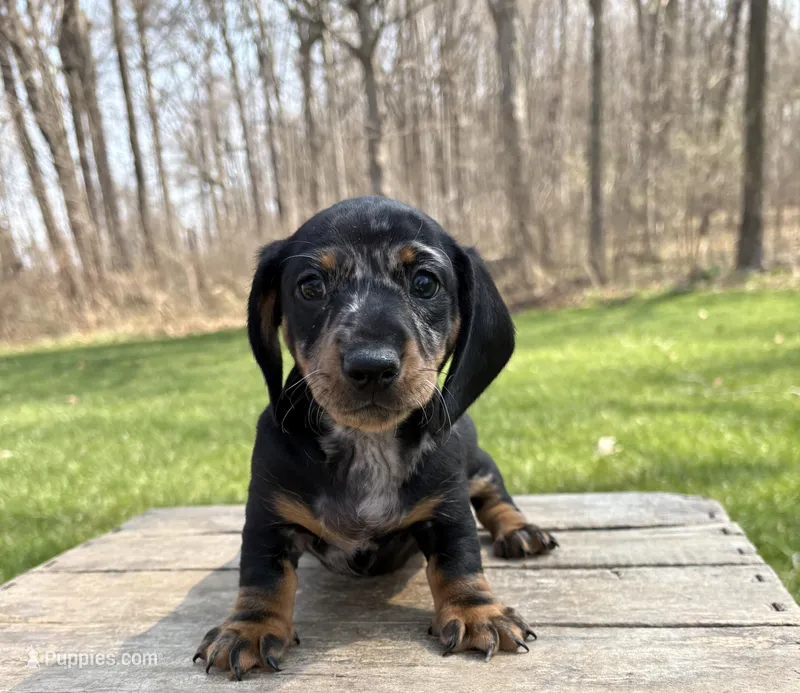 Thor – Dachshund puppy for sale in Middlebury, IN