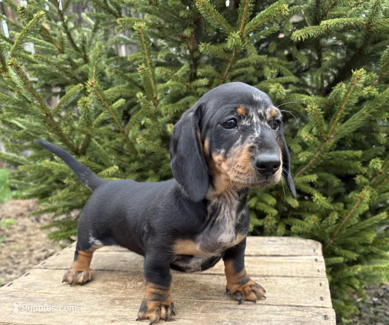Thor – Dachshund puppy for sale in Middlebury, IN