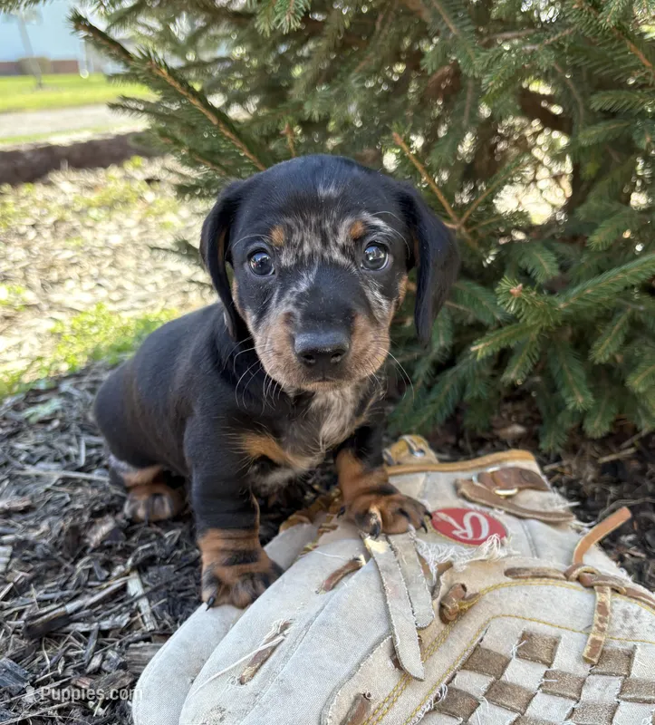 Thor – Dachshund puppy for sale in Middlebury, IN