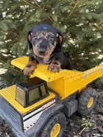 Thor, a male Dachshund for sale in Middlebury, IN – Photo 4 of 4
