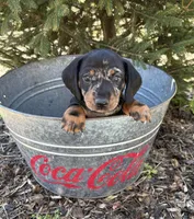 Thor, a male Dachshund for sale in Middlebury, IN – Photo 3 of 4