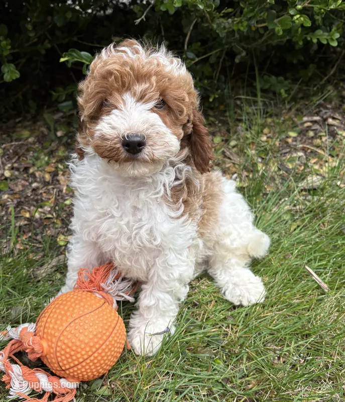 Alex – Miniature Goldendoodle puppy for sale in Middlebury, IN