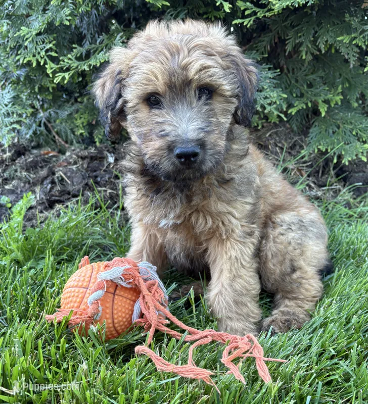Dominic – Whoodle puppy for sale in Middlebury, IN