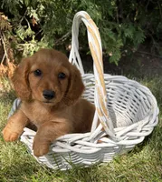 Pumpkin , a female Miniature Dachshund for sale in Middlebury, IN – 3 of 5