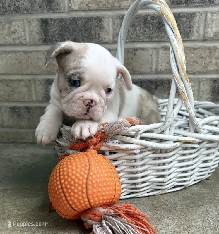 Dina – French Bulldog puppy for sale in Middlebury, IN