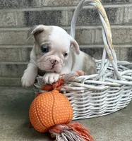 Dina, a female French Bulldog for sale in Middlebury, IN – 1 of 5