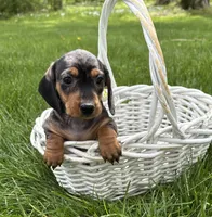 Harper, a female Dachshund for sale in Middlebury, IN – 2 of 4