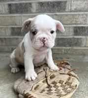 Dina, a female French Bulldog for sale in Middlebury, IN – 4 of 5