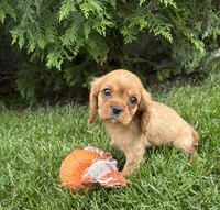 Calihan, a male Cavalier King Charles Spaniel for sale in Middlebury, IN – 4 of 4