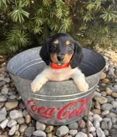 Clementine, a female Dachshund for sale in Middlebury, IN – Photo 4 of 5