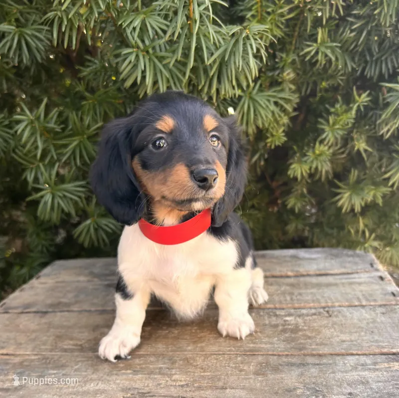 Clementine – Dachshund puppy for sale in Middlebury, IN