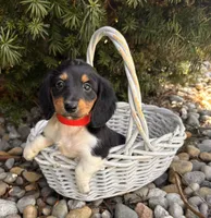 Clementine, a female Dachshund for sale in Middlebury, IN – Photo 2 of 5