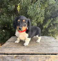 Clementine, a female Dachshund for sale in Middlebury, IN – Photo 5 of 5