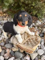 Clementine, a female Dachshund for sale in Middlebury, IN – Photo 3 of 5