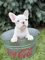 Leo, a male French Bulldog for sale in Middlebury, IN – 2 of 4