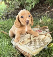 Honey, a female Miniature Dachshund for sale in Middlebury, IN – 4 of 4