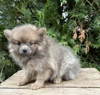 Zeke, a male Pomeranian for sale in Middlebury, IN – 2 of 4