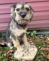 Tia, a female Schnoodle for sale in Middlebury, IN – 1 of 5