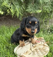 Milo, a male Dachshund for sale in Middlebury, IN – 3 of 4