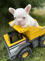 Dallas , a male French Bulldog for sale in Middlebury, IN – 5 of 5