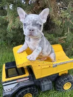Bruiser, a male French Bulldog for sale in Middlebury, IN – 4 of 5