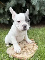 Layla, a female French Bulldog for sale in Middlebury, IN – 2 of 6
